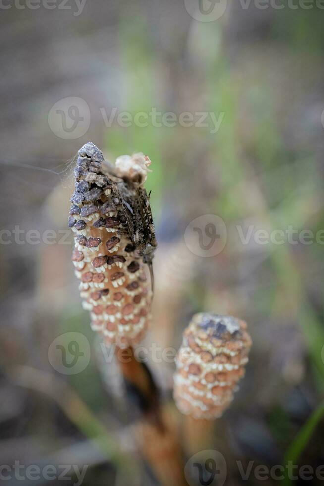 Field horsetail textured buds closeup growing on swamp ground selective focus on blurred dry grass background photo