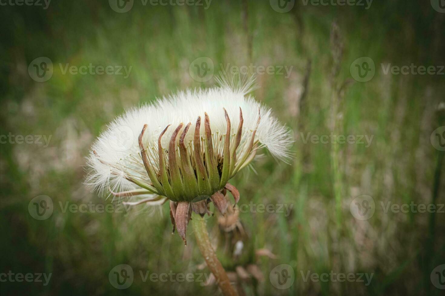 Half closed white fluffy dandelion head that resembles a hand of an alien holding white fur on green bokeh background photo