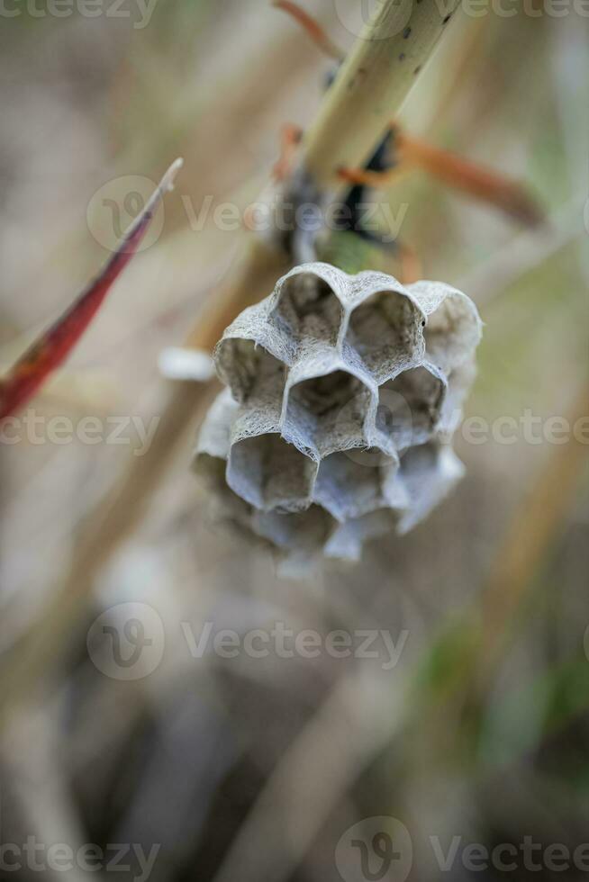 Small wasp nest on a stem of a meadow grass with blurred mother wasp on a background photo