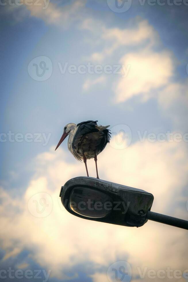 Stork standing on a street lamp post in sunset light on sky background with clouds photo