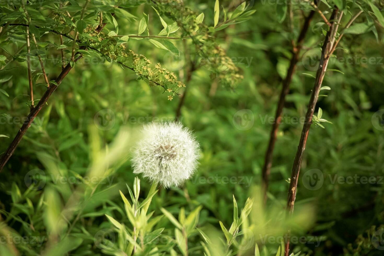 Fluffy white dandelion on lemon verbena hedge leaves background in sunlight green full screen background photo