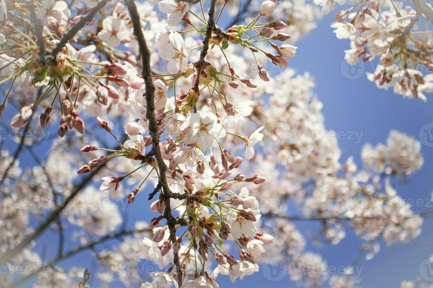 White open and closed flowers on thin branch of japanese cherry close up in the spring garden park on blue sky photo