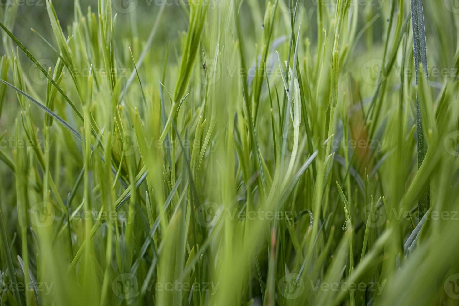 Green leaves of juicy long grass on spring ryegrass pasture in sunlight side view photo