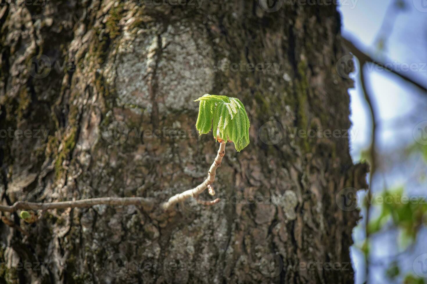 Young green leaves coming out from thin branch on old tree bark background illuminated by the day sun photo