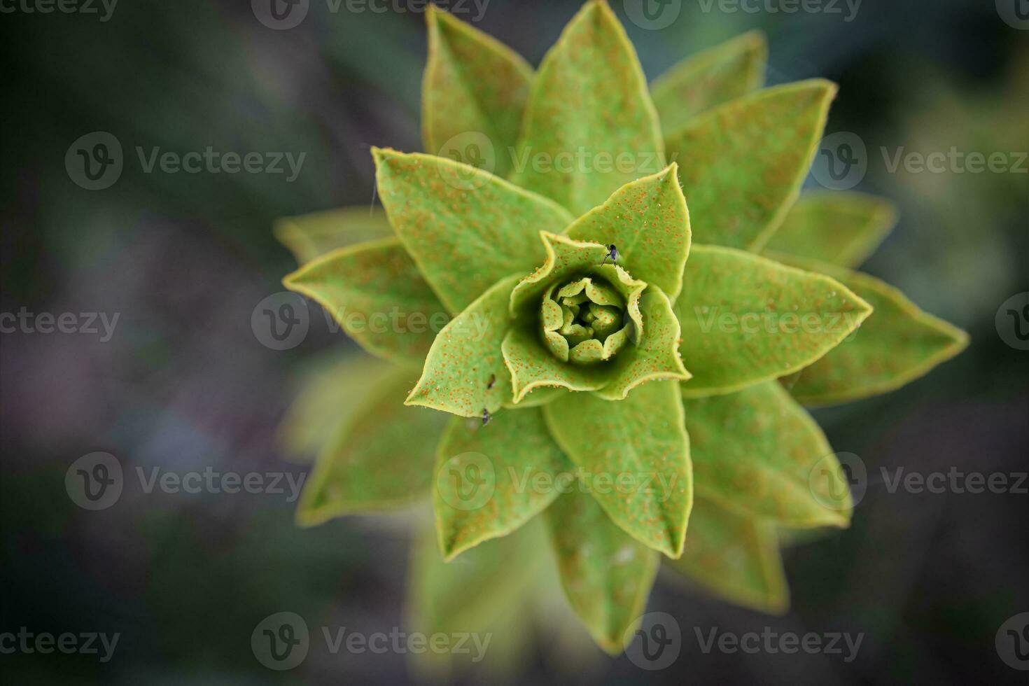 Star like pointy leaves plant with closed center top down view on dark background photo