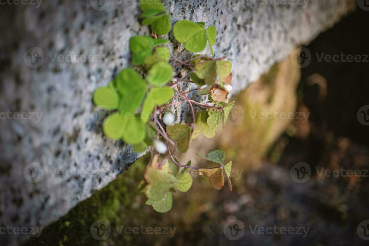 Wood sorrel white closed buds with clover like leaves between two granite blocks of cold stairs photo