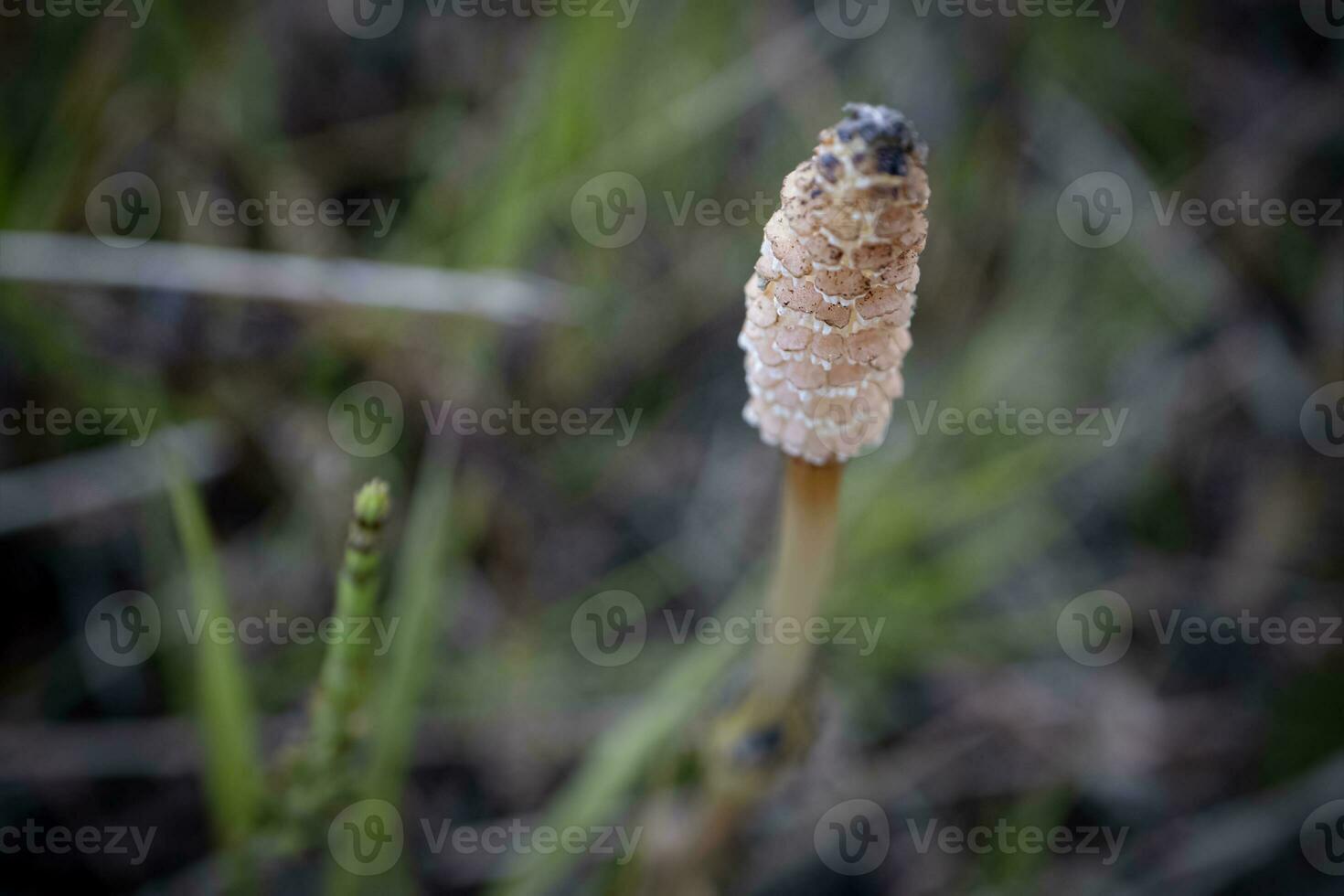 Field horsetail textured bud sprout closeup growing on swamp ground selective focus on blurred dry grass background photo