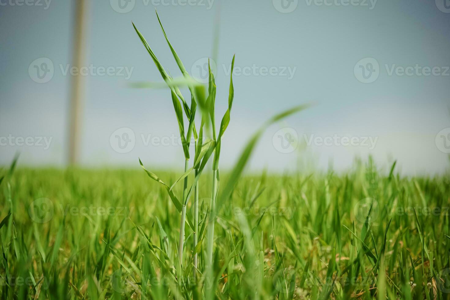 Green leaves of juicy long grass on spring meadow in with three sticking out in sunlight side view photo