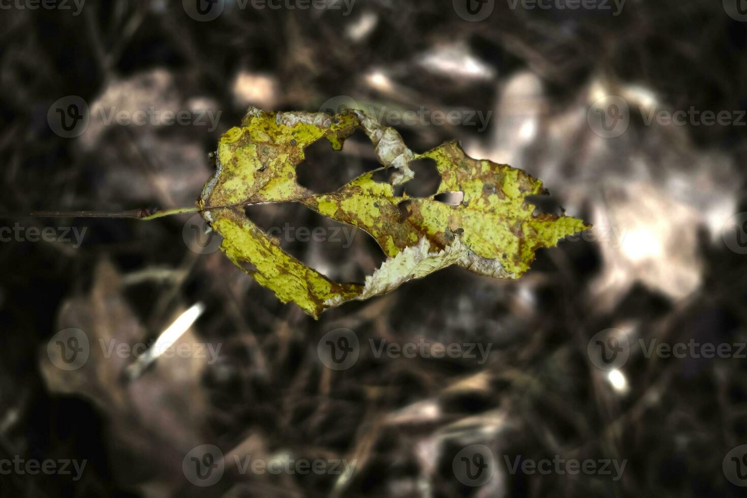 A dead yellow leaf with holes hanging over the brown dry leaves forest carpet on a spider web in scarce sun light photo