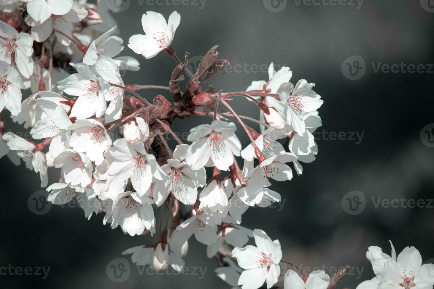 White flowers and closed buds on branch of japanese cherry close up in the spring garden park on dark blurry background photo