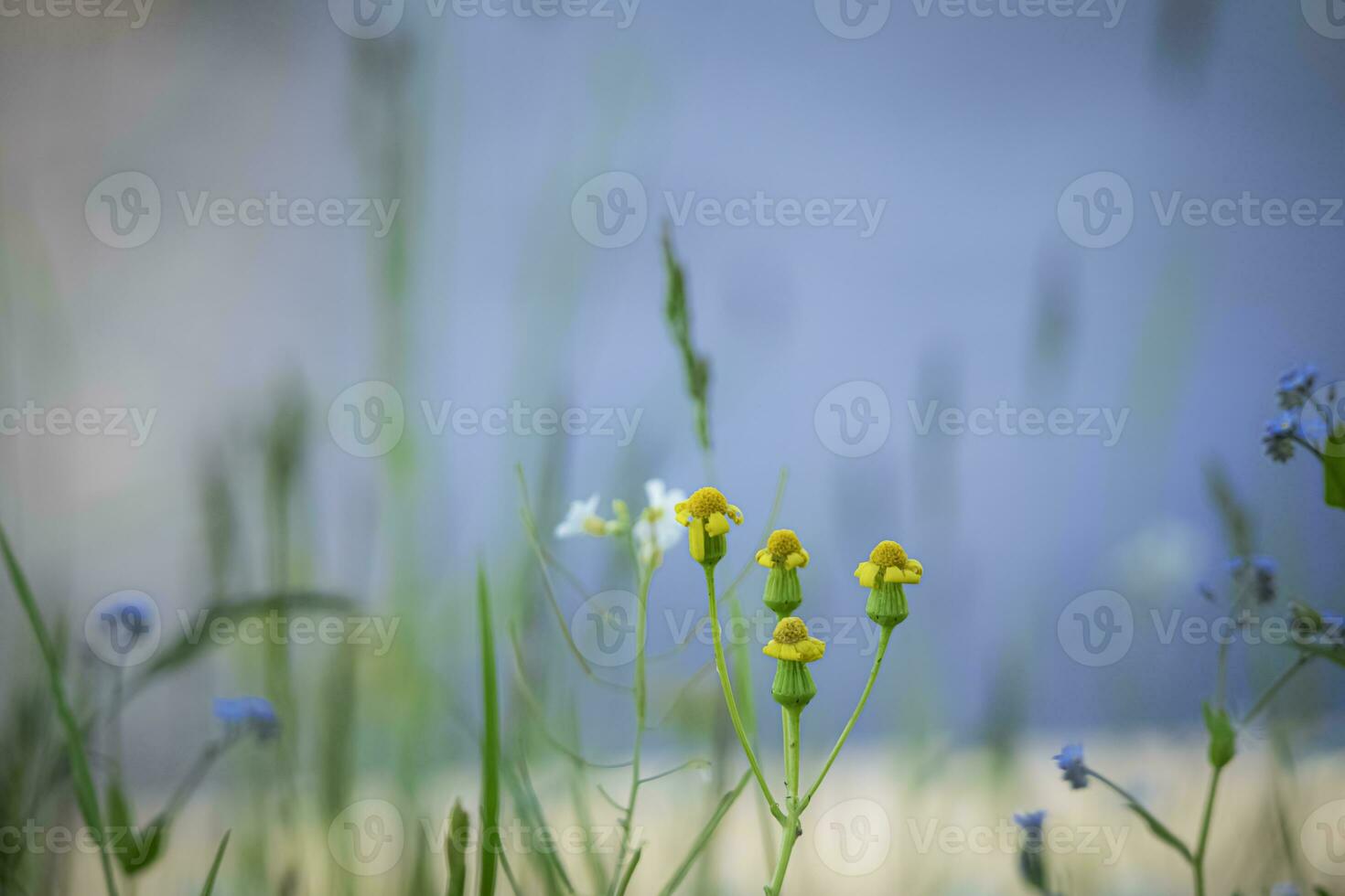 Tiny yellow and blue flowers closed and open with long grass on blue water background photo