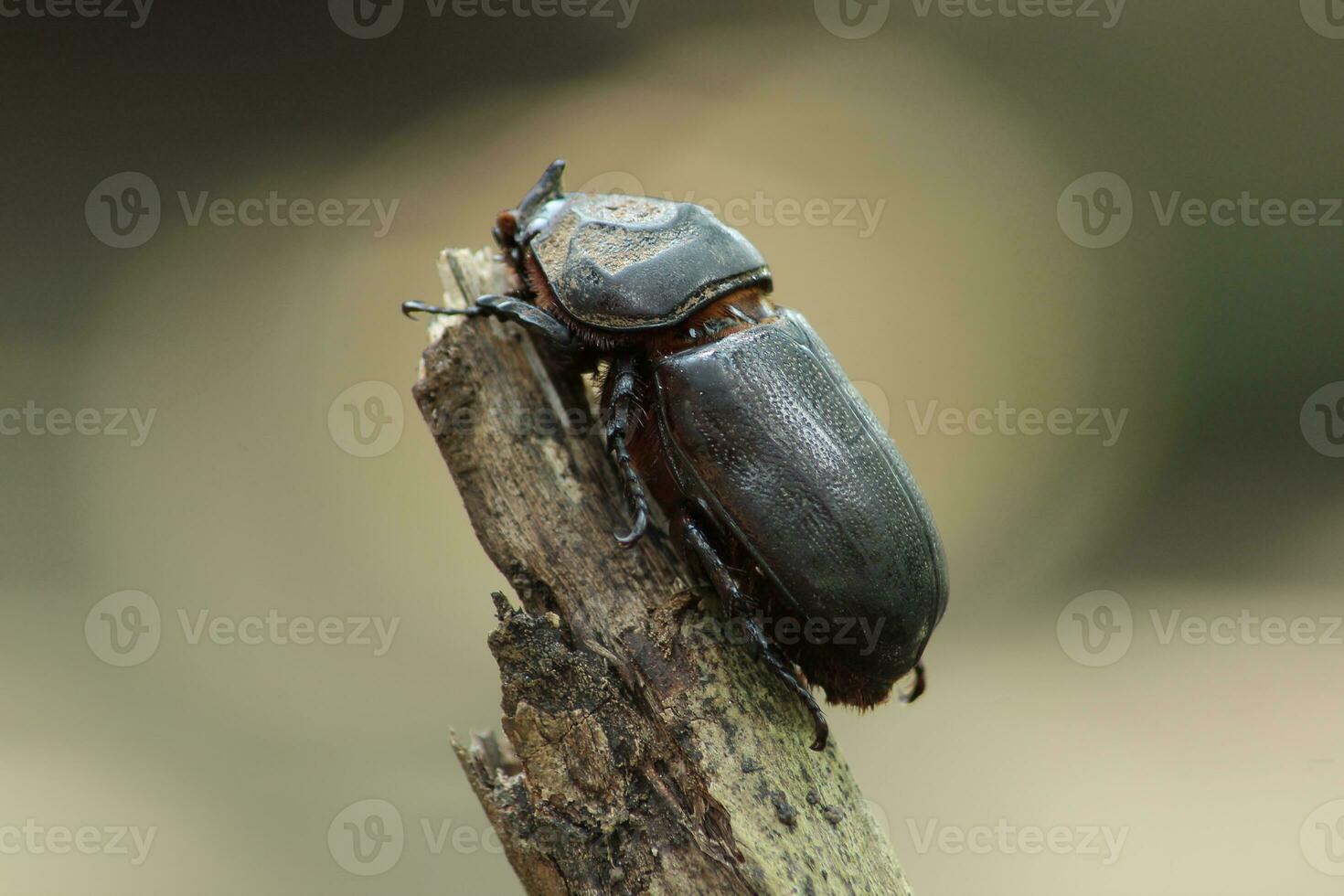 Oryctes rhinoceros perched on a dry branch.common name.Asiatic rhinoceros beetle, coconut rhinoceros beetle or coconut palm rhinoceros beetle photo