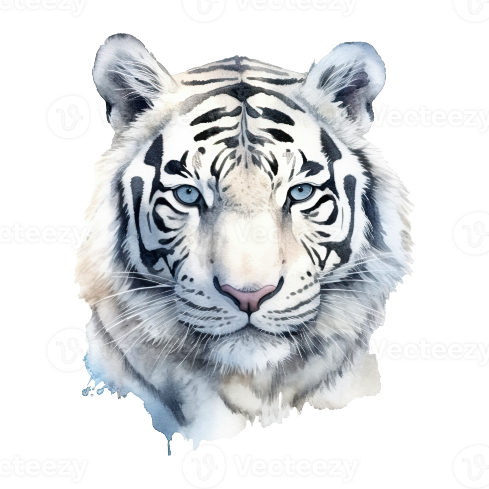 Watercolor white tiger animal isolated on transparent background ...