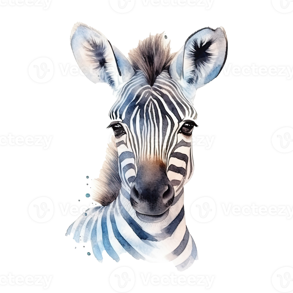 Watercolor little zebra isolated on transparent background. png