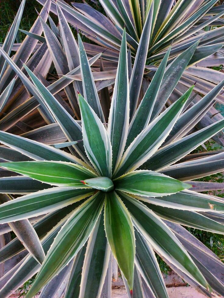 Agave plants in the garden,top view of agave plant you can use as an alternative to sugar photo