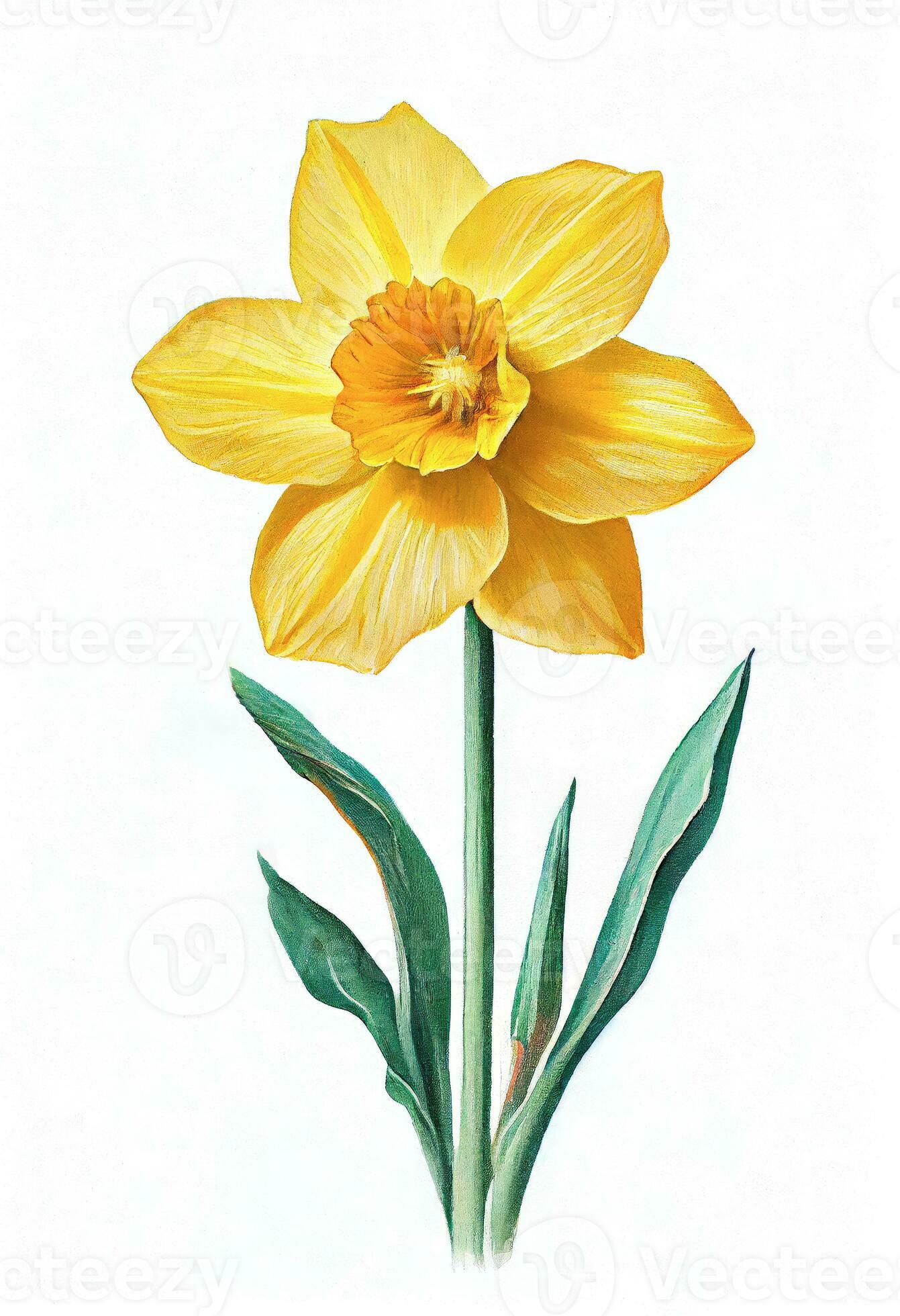 Yellow daffodil flower drawing isolated on white background. Watercolor