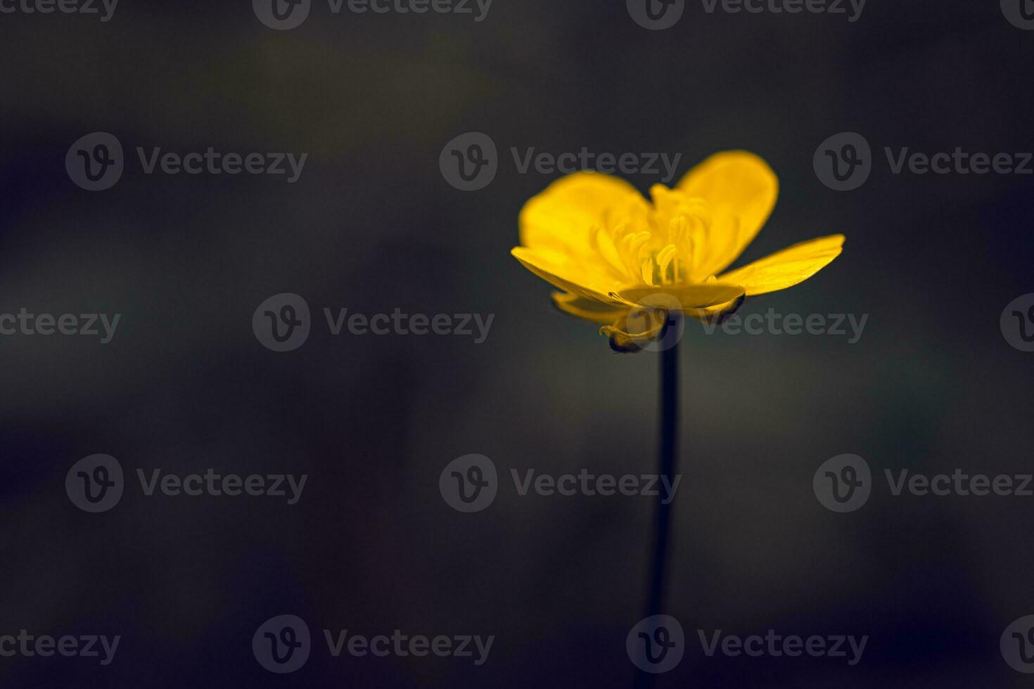 Yellow Buttercup Flower Close up photo