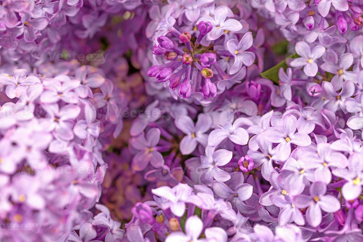 Purple Lilac Bouquet Close up Background photo