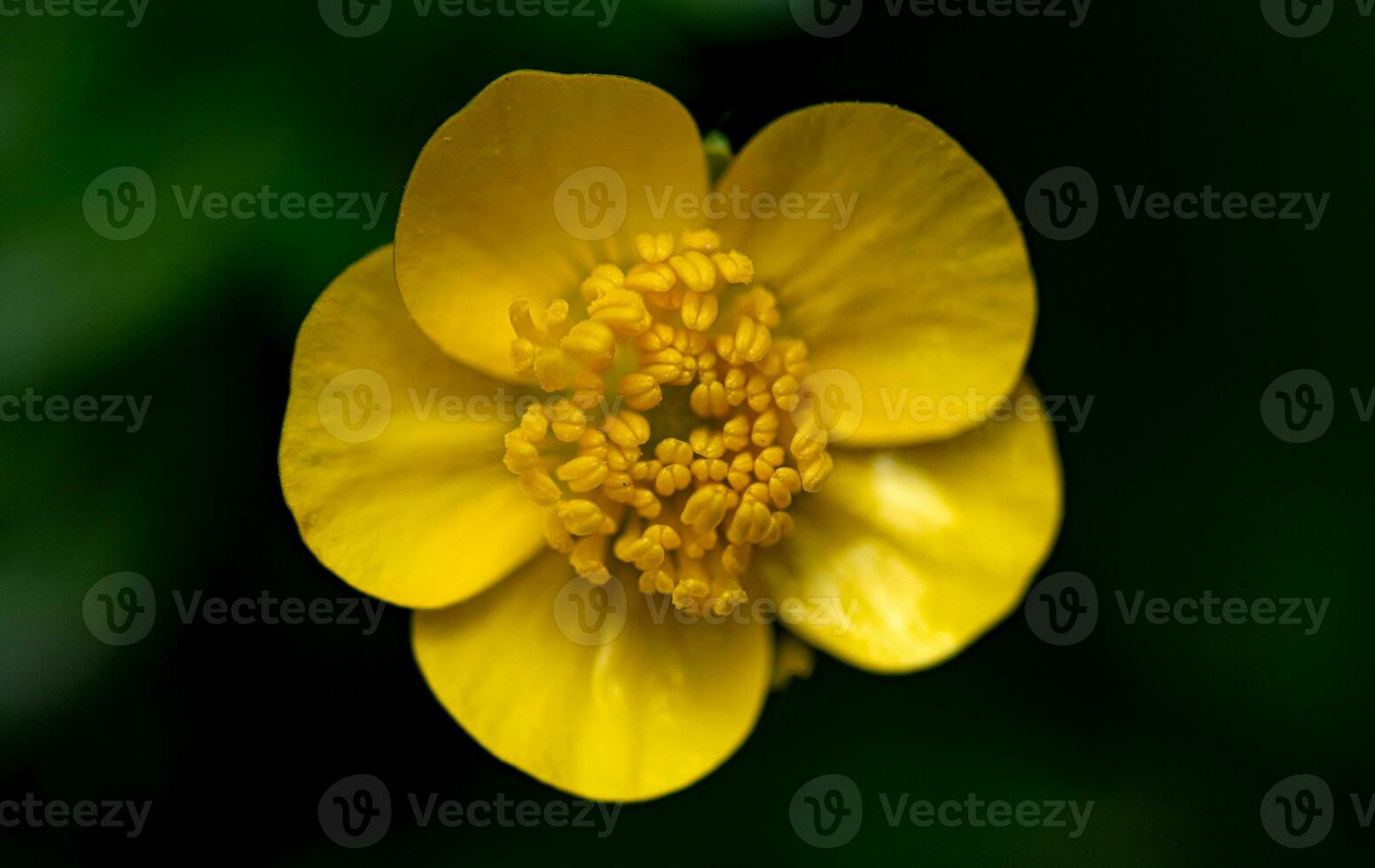 amarillo botón de oro flor cerca arriba foto
