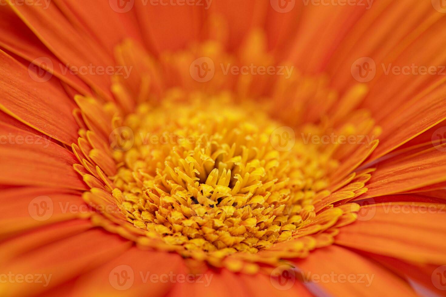Orange Color Daisy gerbera Flower Close up photo