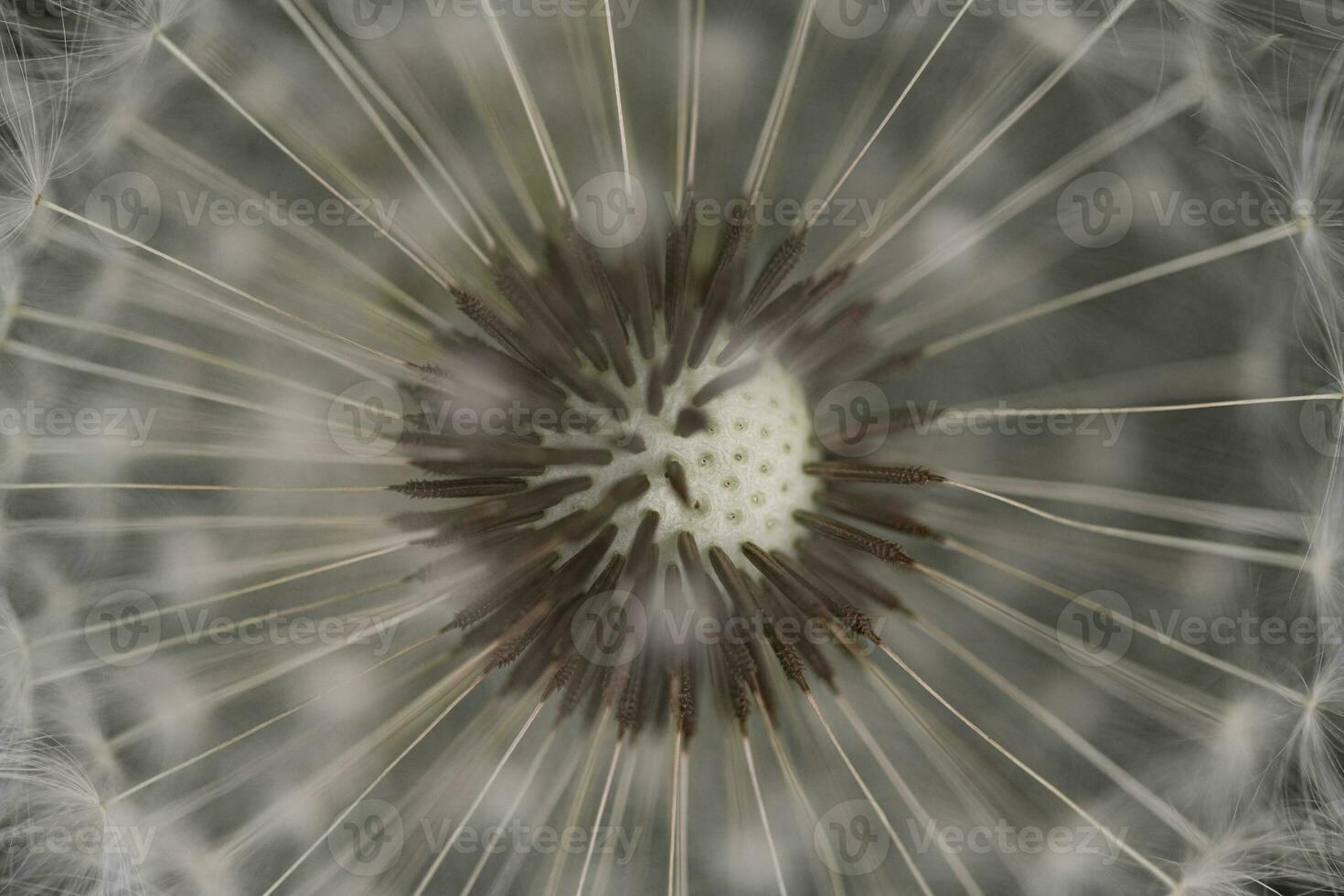 Dandelion With Seeds Close up photo