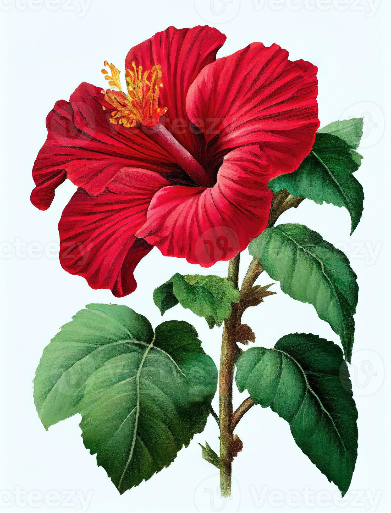 Red hibiscus flower drawing isolated on white background. Watercolor