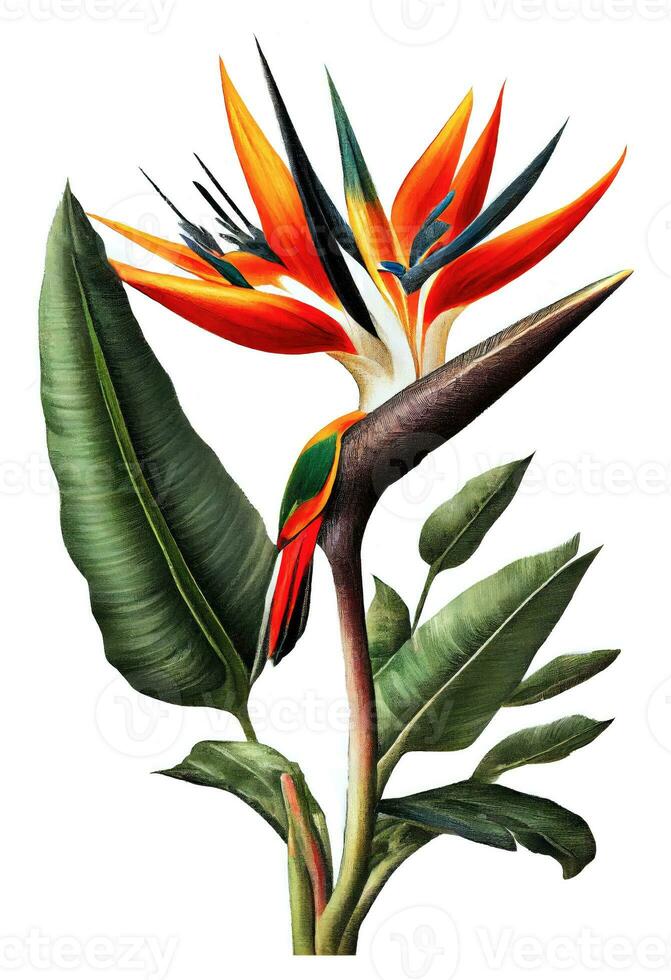 Bright Bird of paradise flower drawing isolated on white background. Watercolor, hand drawn style, ai generation photo