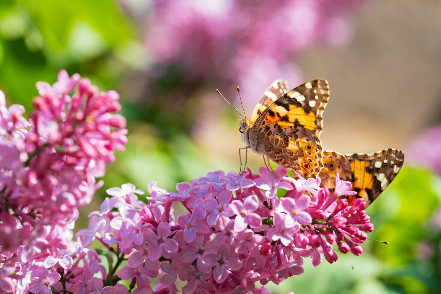 Butterfly on Pink Lilac Flowers photo