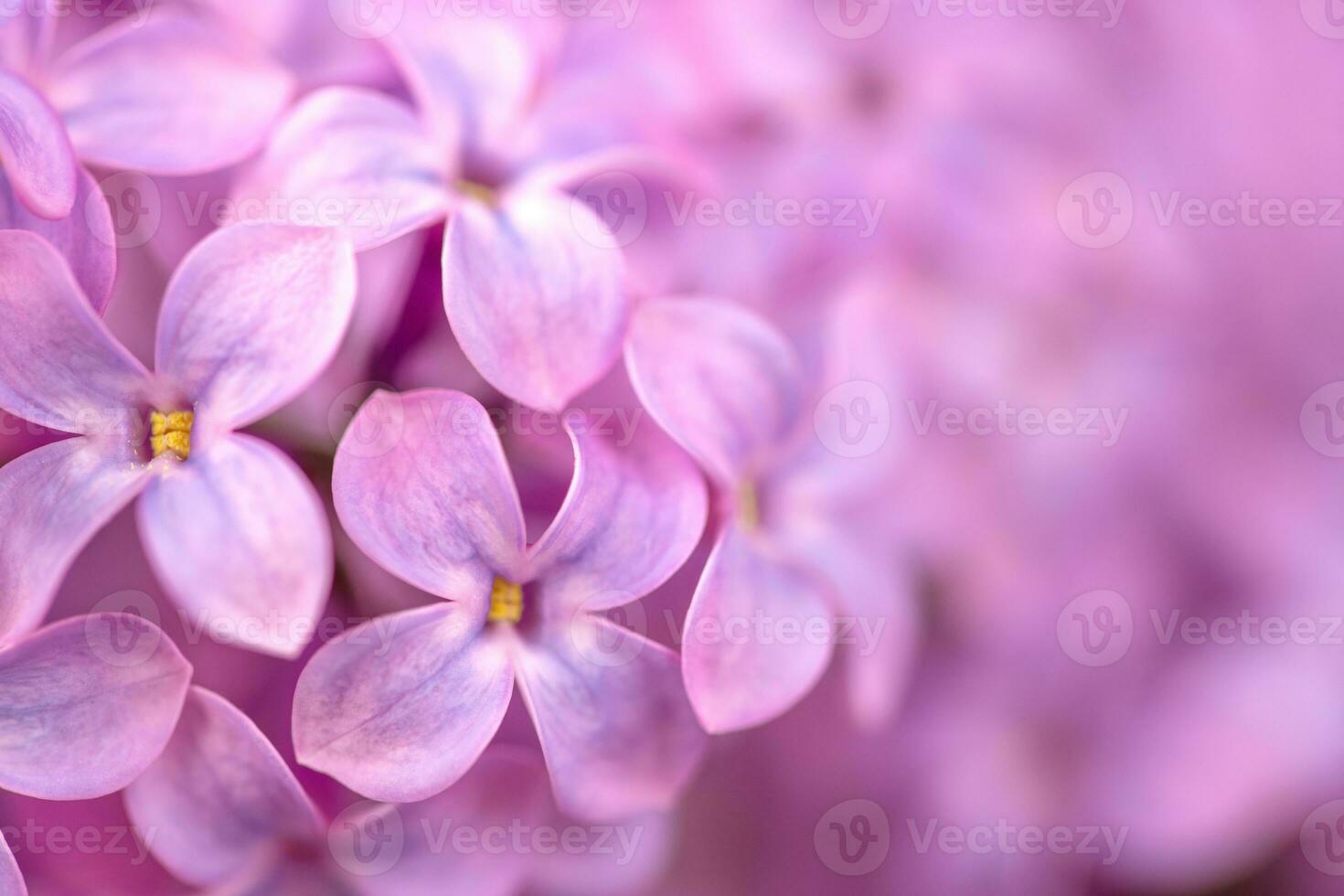 LViolet Lilac Flowers Close up photo
