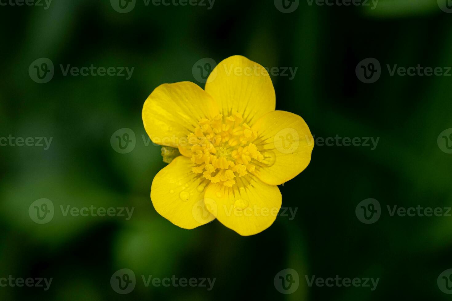 Yellow Buttercup Flower Close up photo