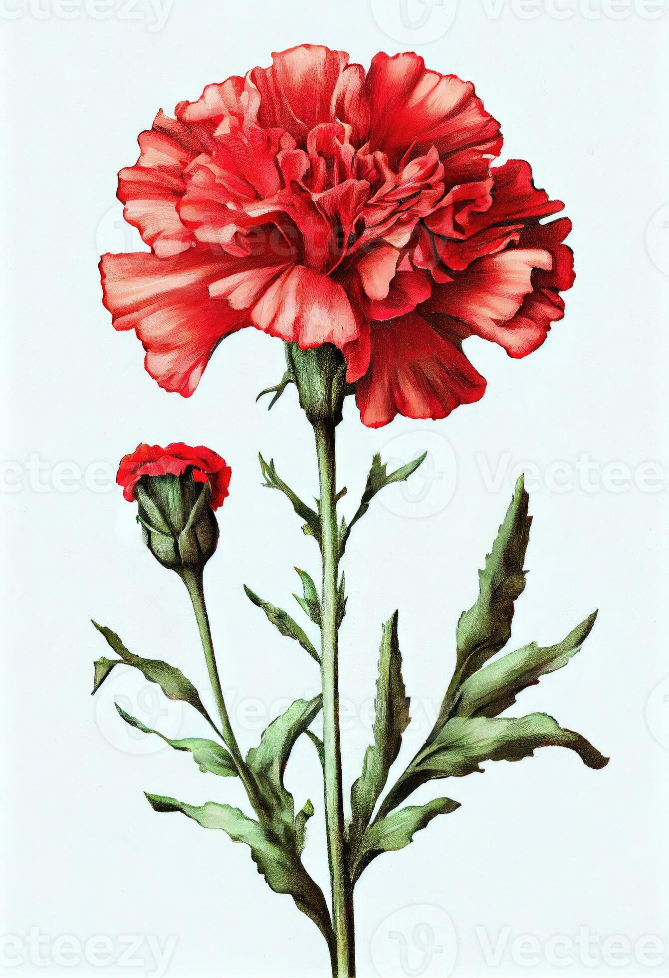 Red carnation flower drawing isolated on white background. Watercolor, hand  drawn style, ai generation 24347463 Stock Photo at Vecteezy