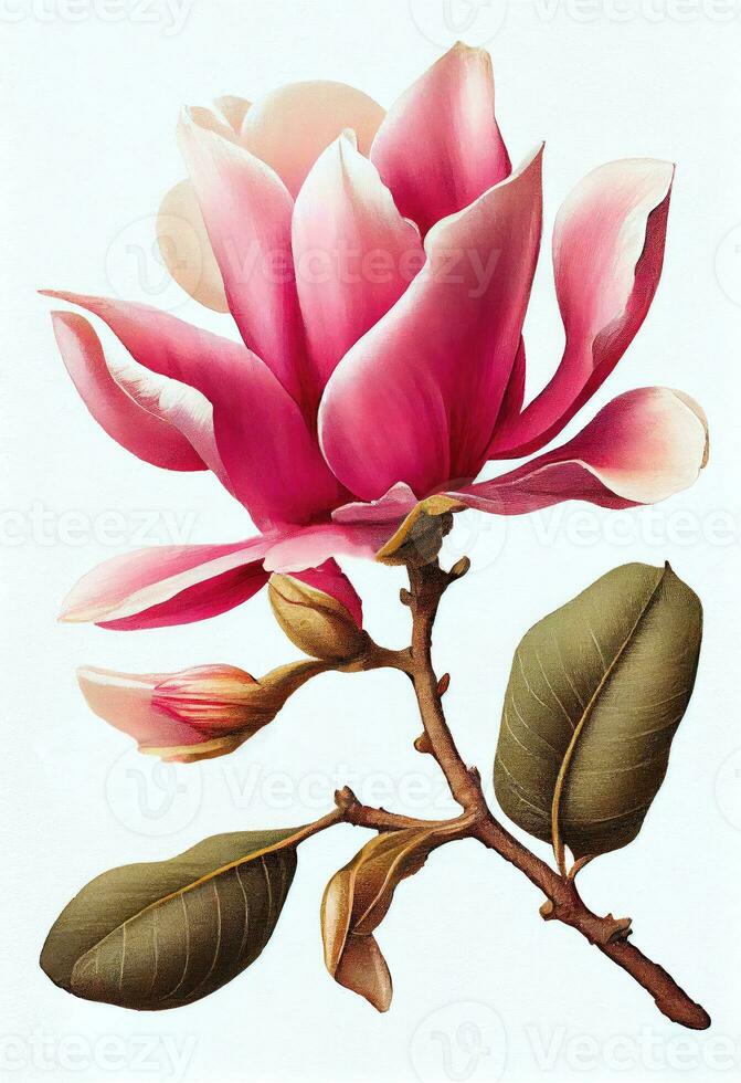 Pink magnolia flower drawing isolated on white background. Watercolor, hand drawn style, ai generation photo
