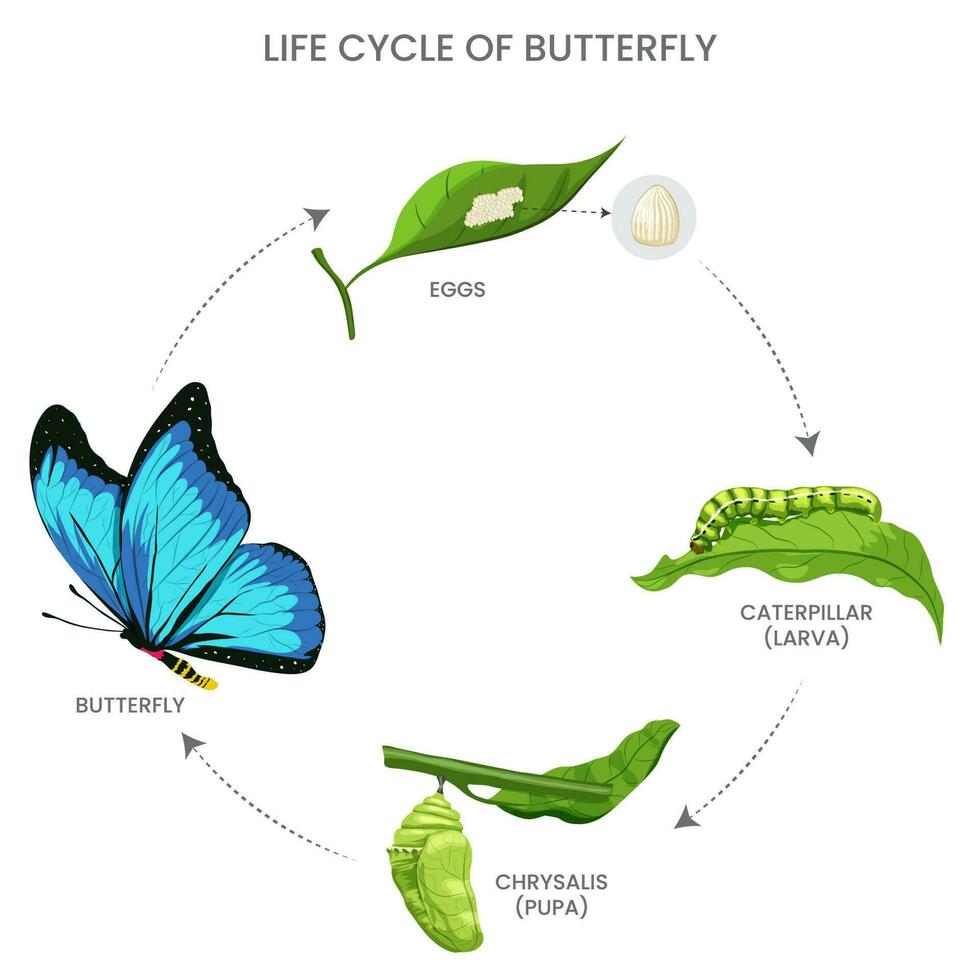 mariposa vida ciclo, huevo, oruga, crisálida, adulto. metamorfosis desde gateando a volador vector