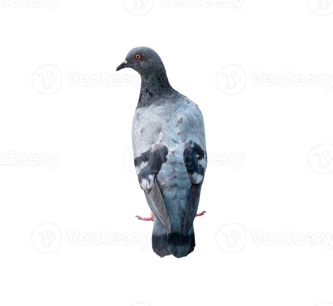 Single wild pigeon standing isolated with clipping path in png file format