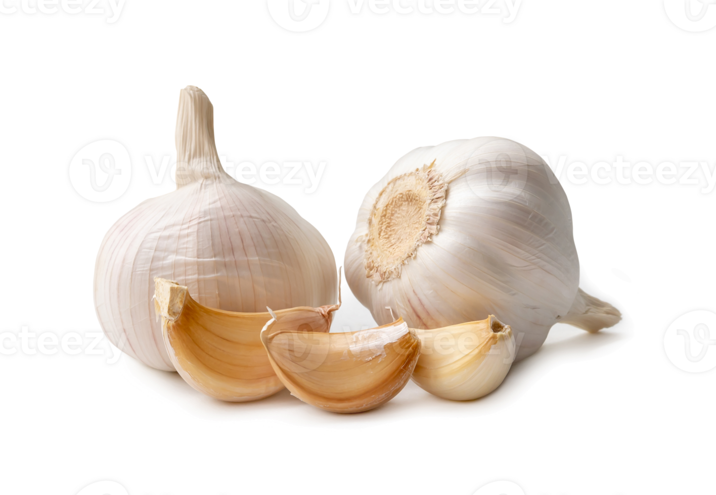 Single fresh white garlic bulb with segments is isolated with clipping path and shadow in png file format, Thai herb great for healing several severe diseases, heart attack,