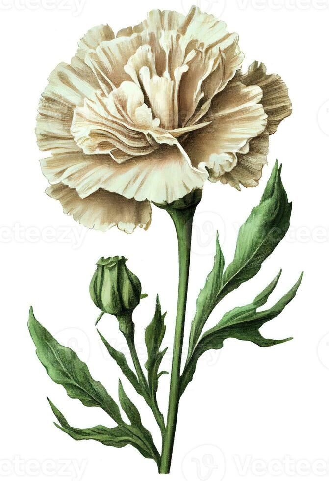 Red carnation flower drawing isolated on white background. Watercolor, hand  drawn style, ai generation 24347463 Stock Photo at Vecteezy