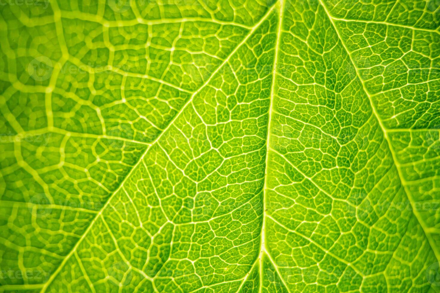 Green Leaf Macro Texture Background photo