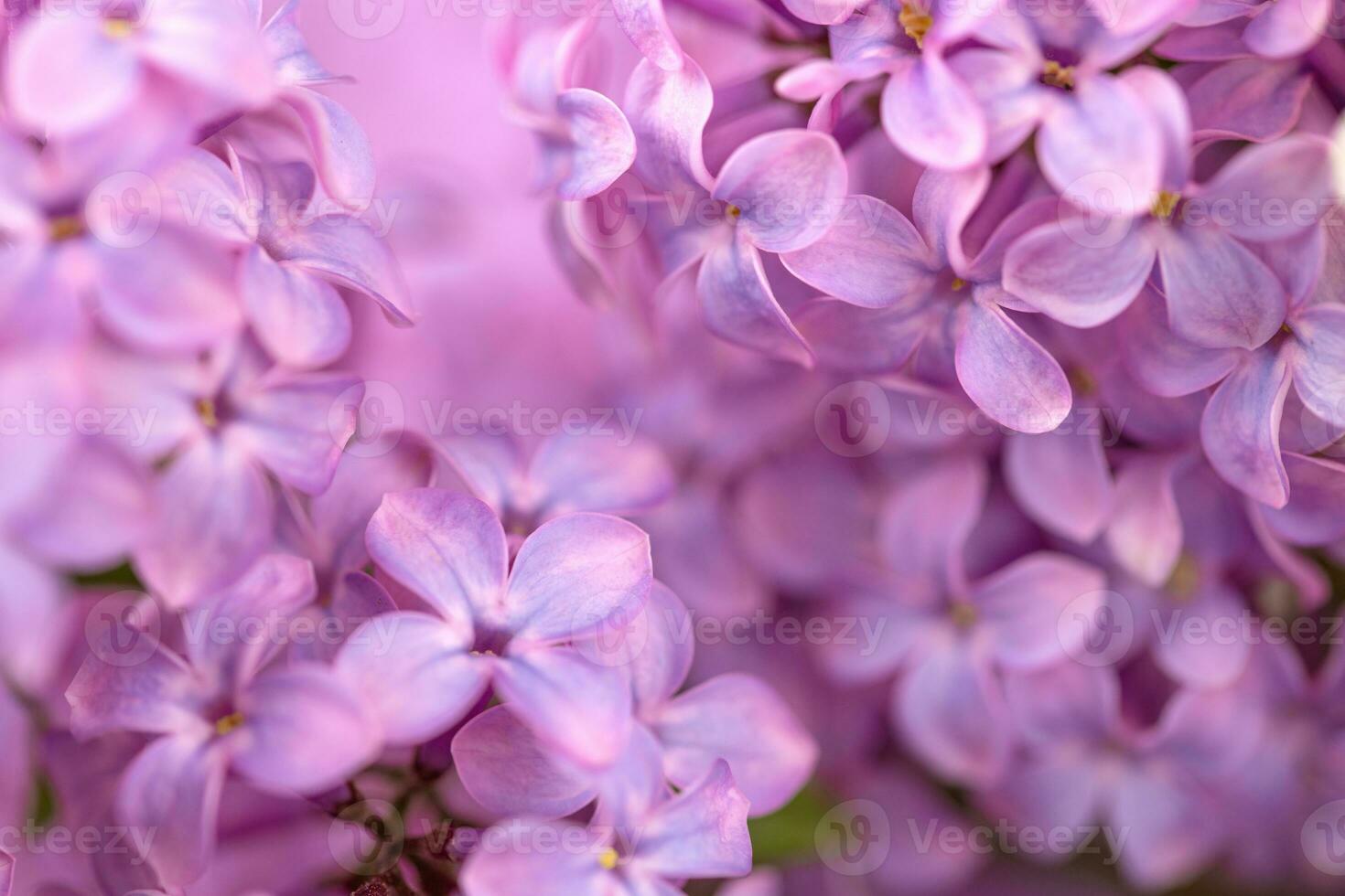 violeta lila flores cerca arriba foto