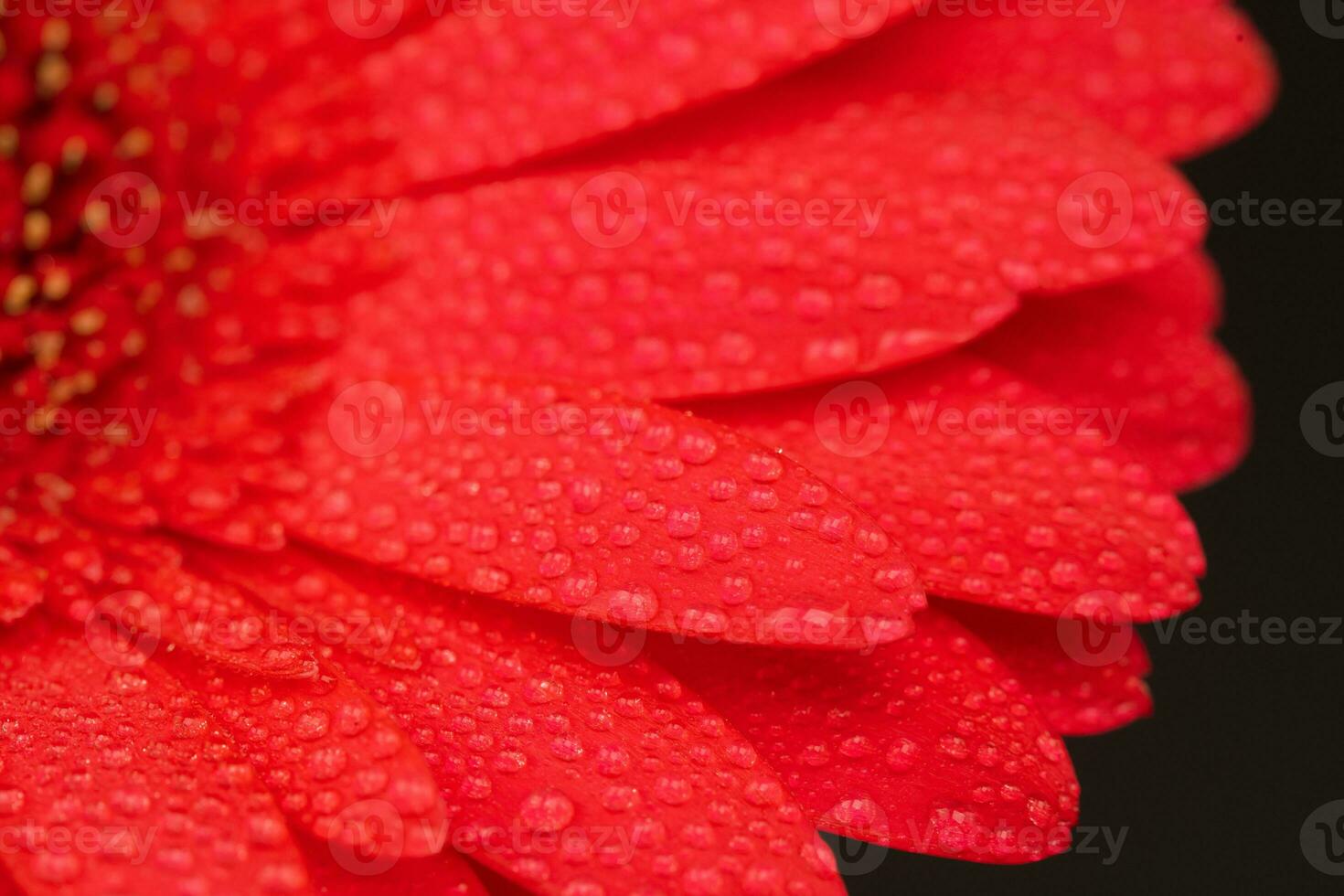 Red Gerbera Flower Close up photo