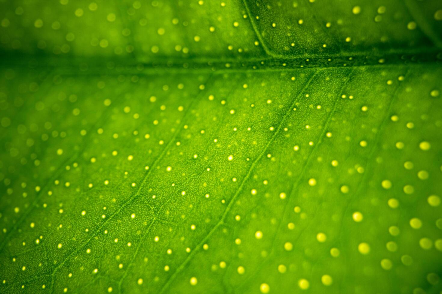 Green Leaf Macro Texture Background photo