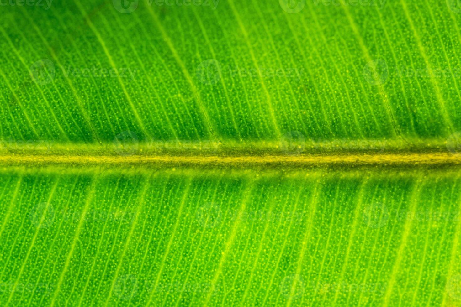 Green Leaf Macro Texture Background photo