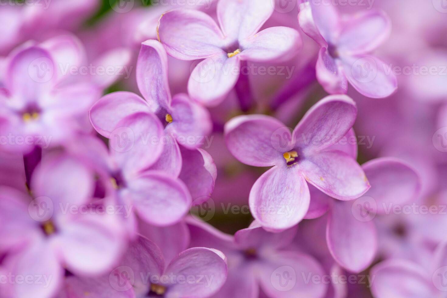 LViolet Lilac Flowers Close up photo