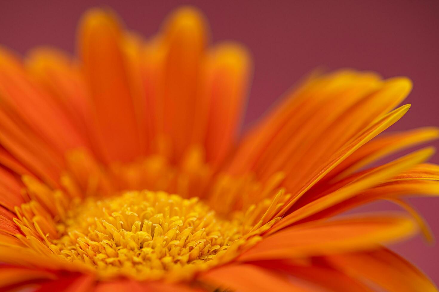 Orange Color Daisy gerbera Flower Close up photo