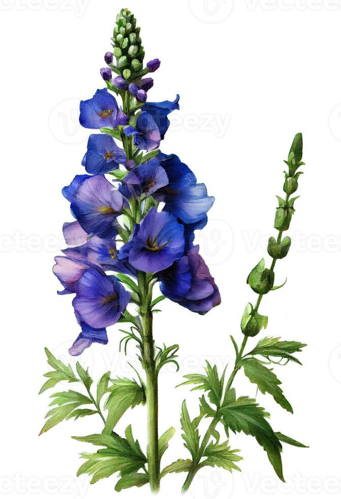 Blue delphinium flower drawing isolated on white background. Watercolor, hand drawn style, ai generation photo