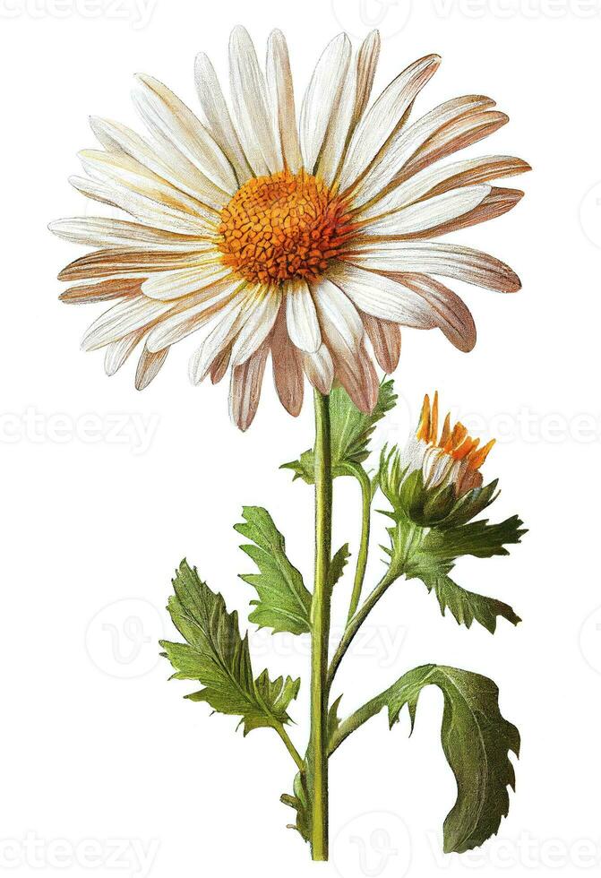 Chamomile, daisy flower drawing isolated on white background. Watercolor, hand drawn style, ai generation photo