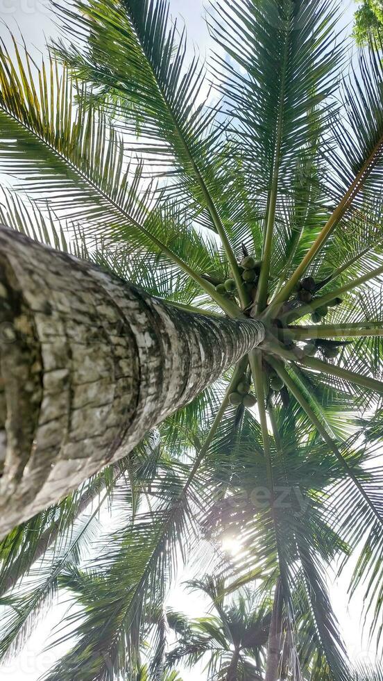 Palm full of coconuts on maldivian beach photo