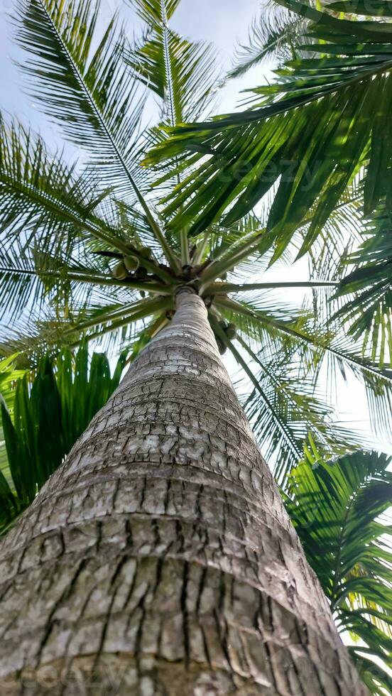 Palm full of coconuts on maldivian beach photo