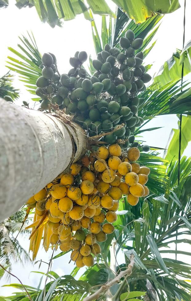 Areca catechu Areca nut palm, Betel Nuts  showing produce on high tree. The ripe fruits, round, yellow and green. All bunch into large clustered, hanging down. natural sunlight. photo