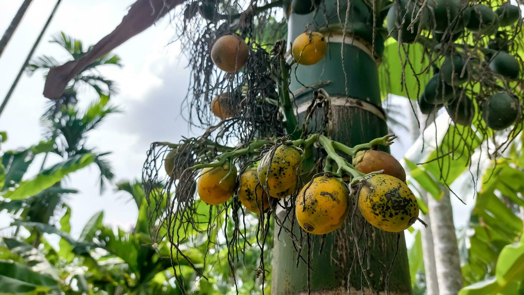 areca catecú areca nuez palmera, betel nueces demostración Produce en alto árbol. el maduro frutas, redondo, amarillo y verde. todas manojo dentro grande agrupado, colgando abajo. natural luz de sol. foto