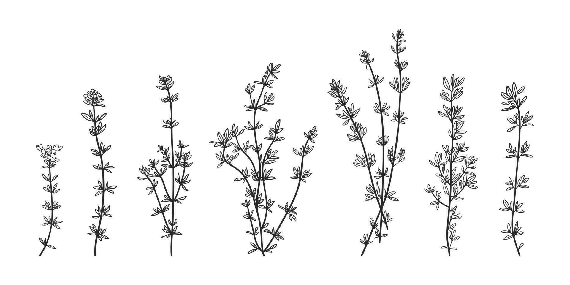 Thyme hand drawn set. Isolated thyme branches and leaves. Cooking spicy herb vector